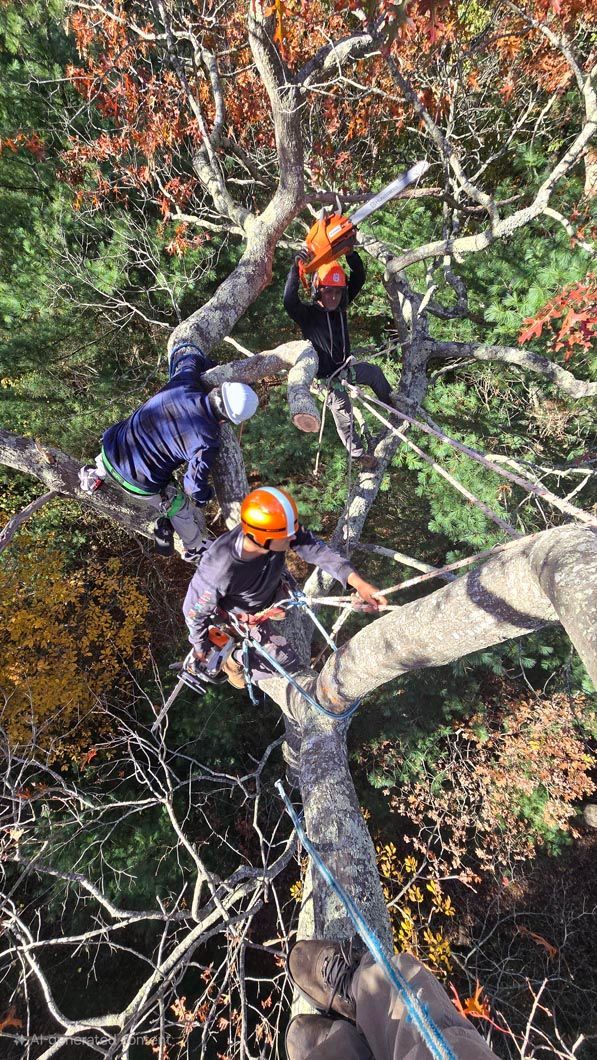 A group of people are climbing up a tree.