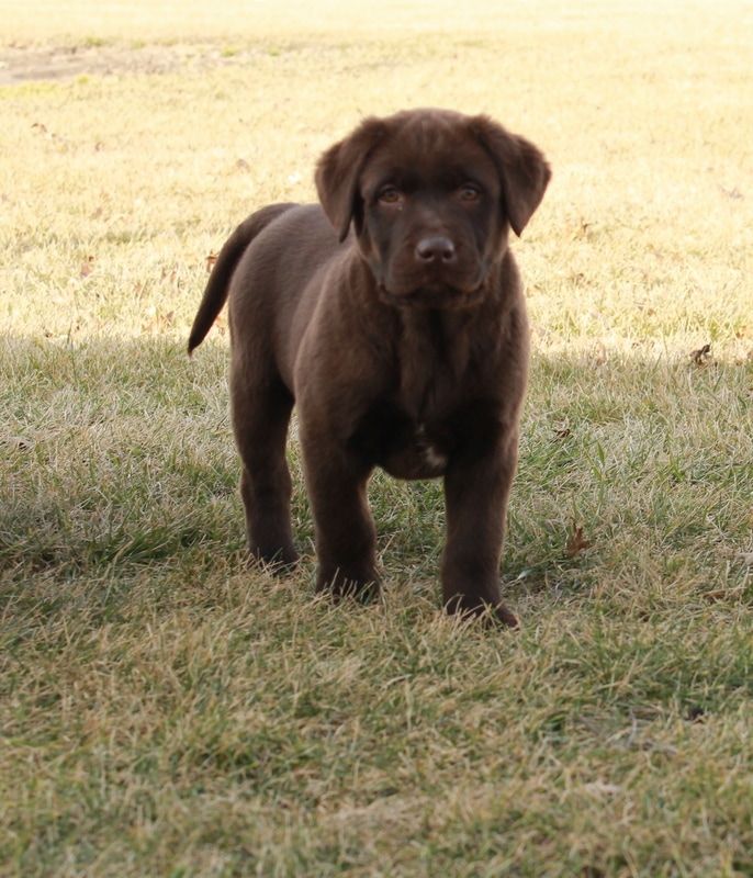 Labrador Retriever Breeder | Grabill, IN