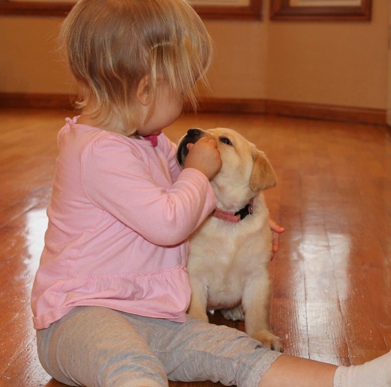 Little Girl With Dog — Grabill, IN — Starlite Labradors