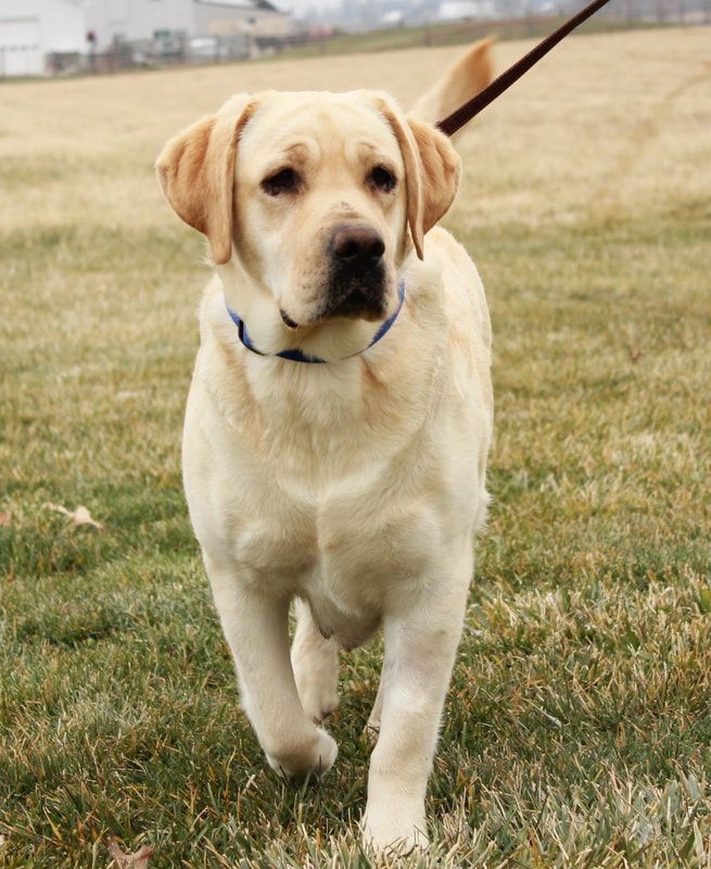 Ellie — Grabill, IN — Starlite Labradors