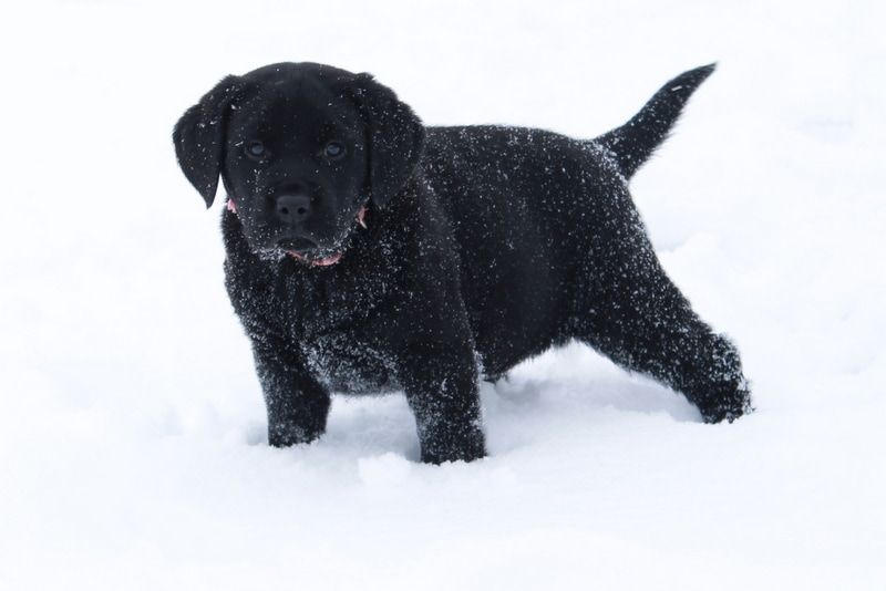 Dog In Winter — Grabill, IN — Starlite Labradors