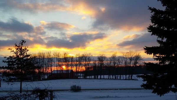 Amazing View — Grabill, IN — Starlite Labradors