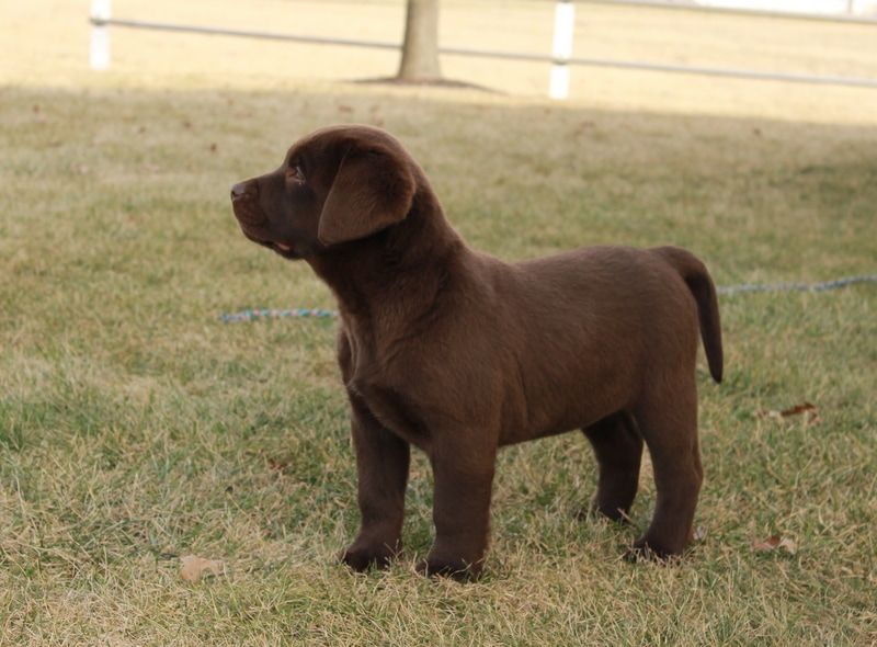 Dog #7 — Grabill, IN — Starlite Labradors