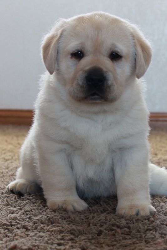 Dog #11 — Grabill, IN — Starlite Labradors