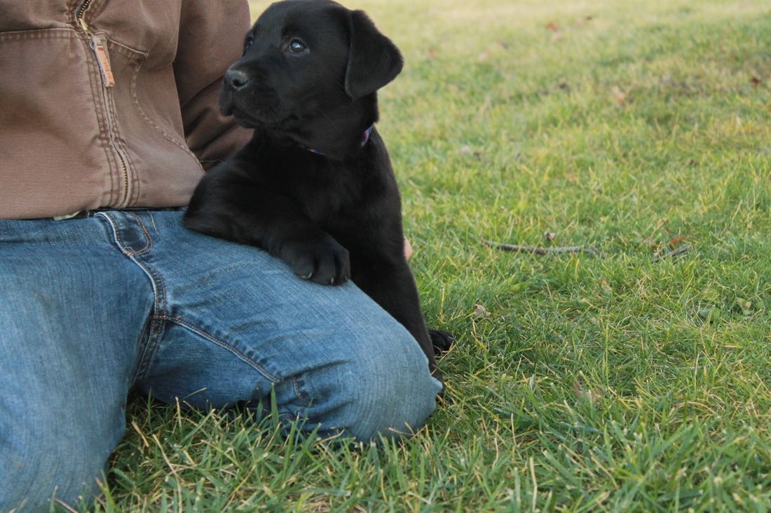 Cute Dog — Grabill, IN — Starlite Labradors