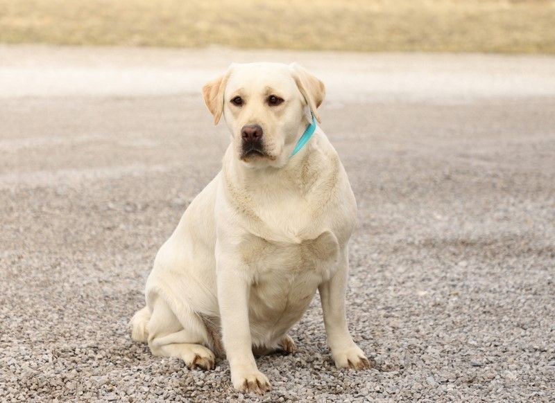 Summer — Grabill, IN — Starlite Labradors