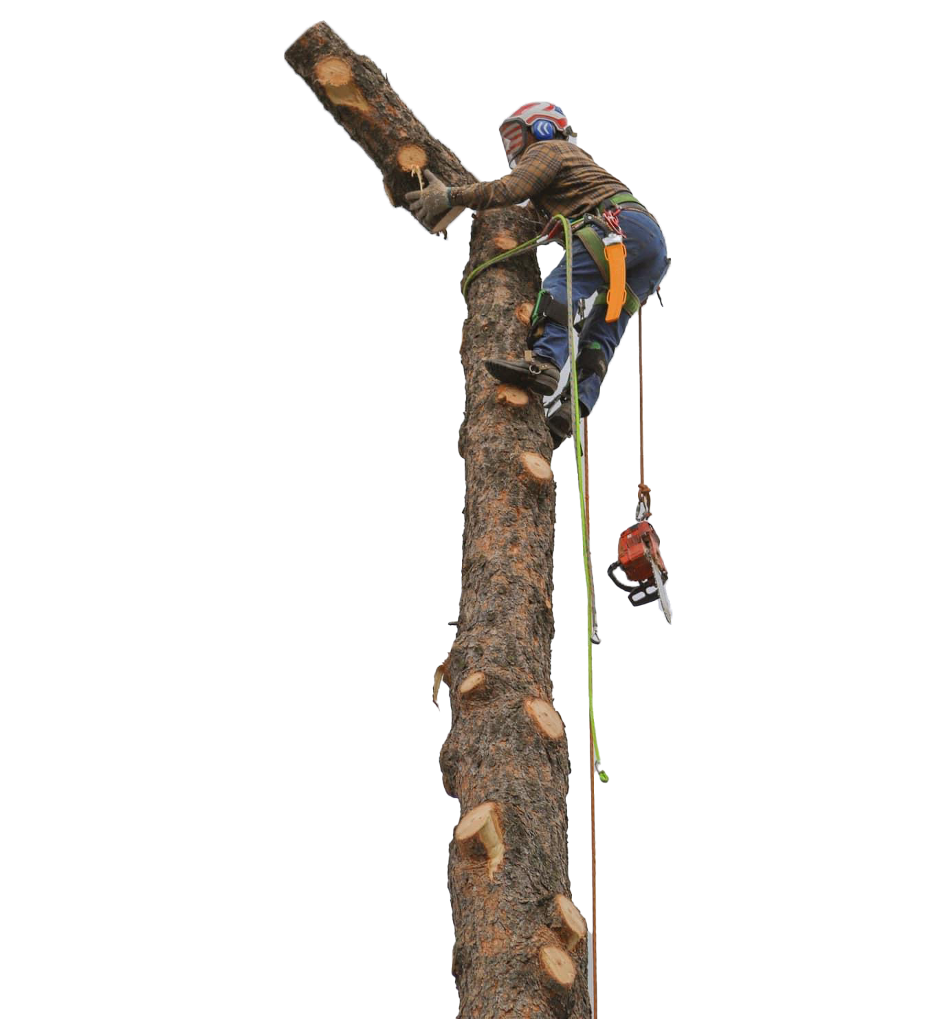 Expert All Seasons Tree Service climber having just topped a problem tree.