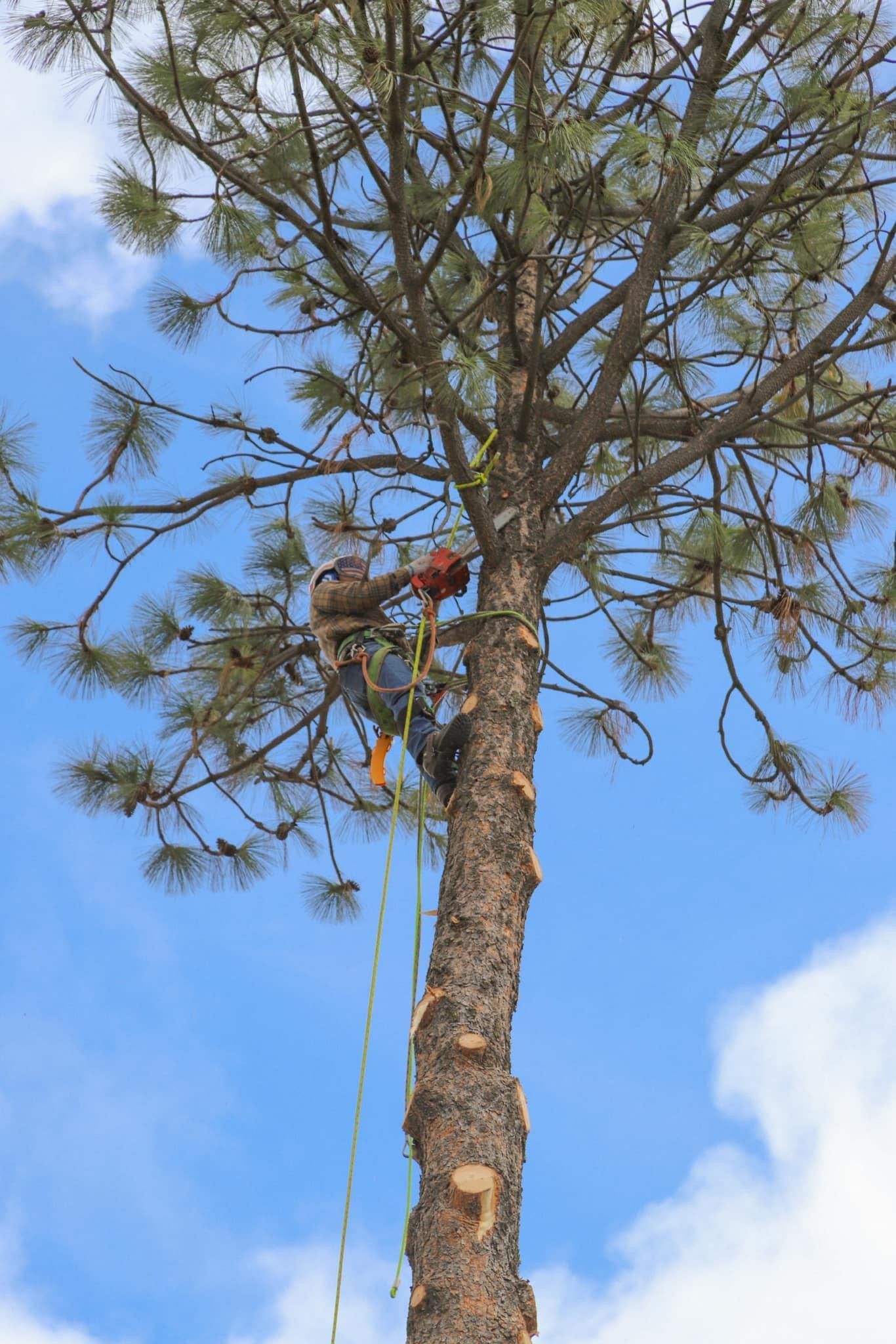 A man is climbing a tree with a chainsaw.