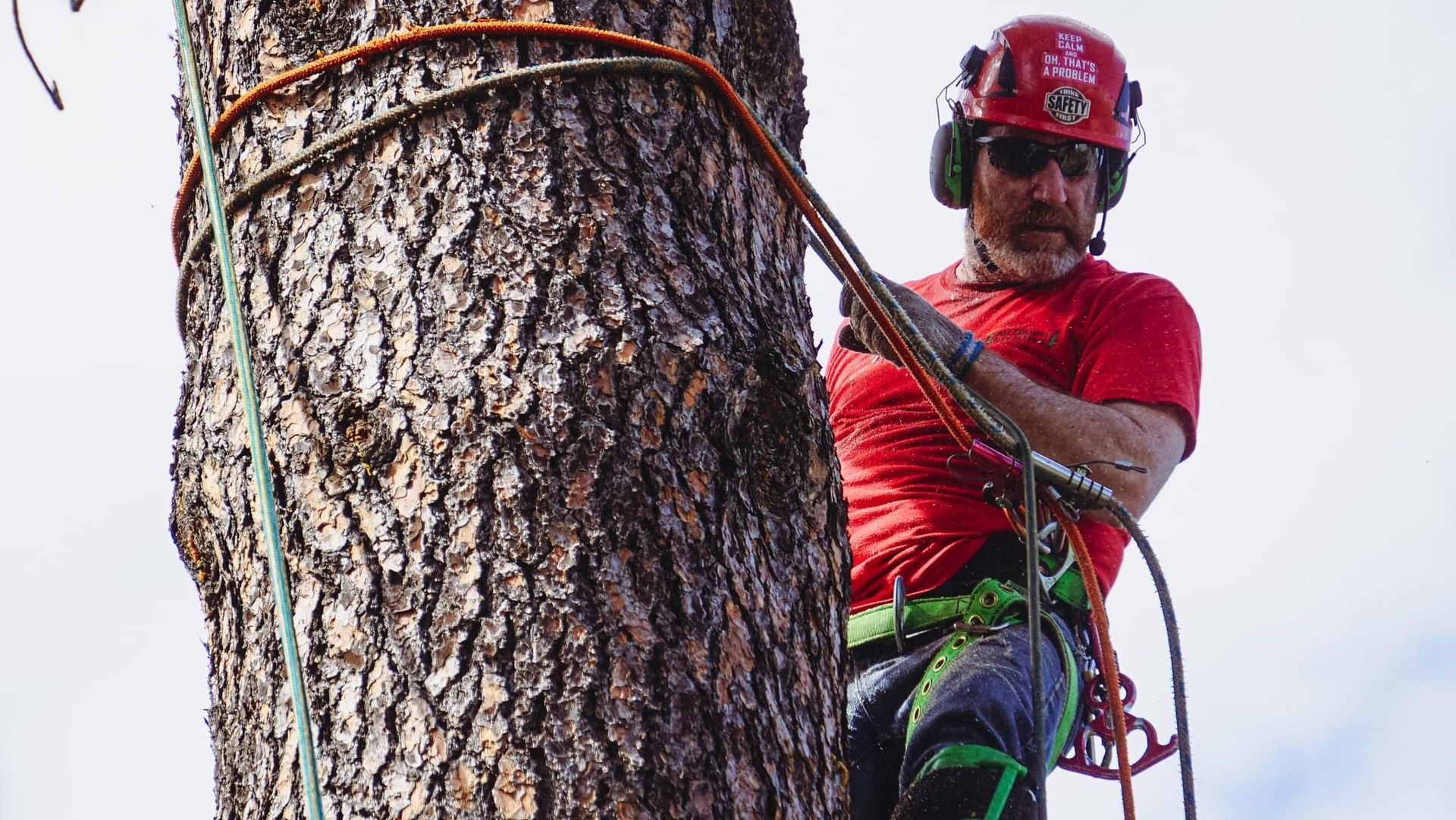 Expert All Seasons Tree Service climber having just topped a problem tree.