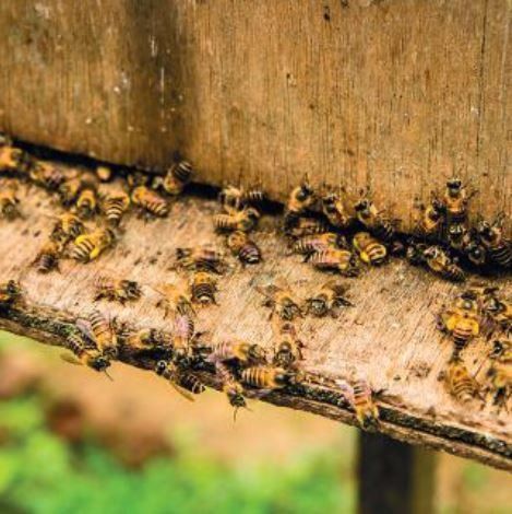 allevamento di api