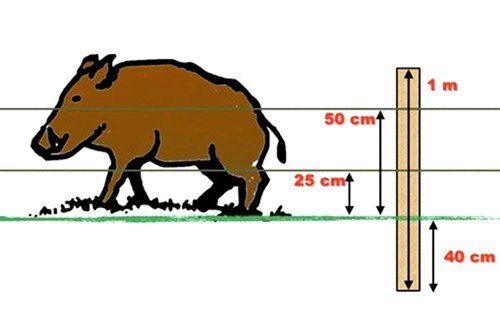 illustrazione con cinghiale