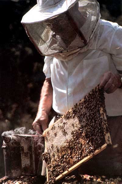 apicoltore