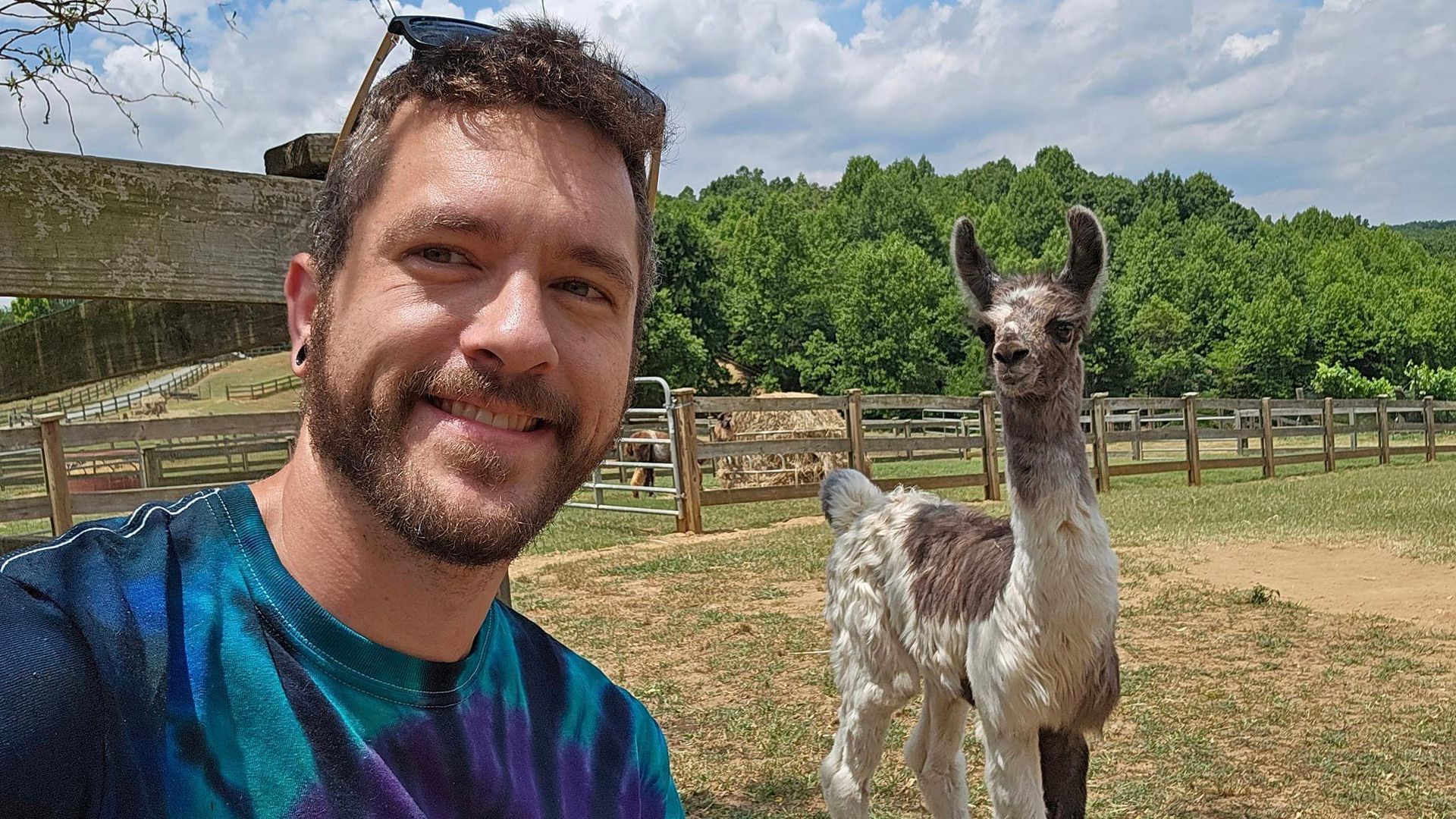 A man is taking a selfie with a baby llama in a field.