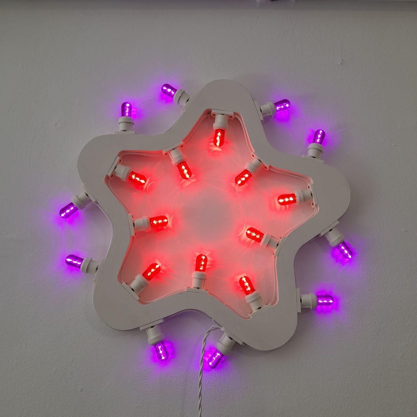 stella rossa e viola