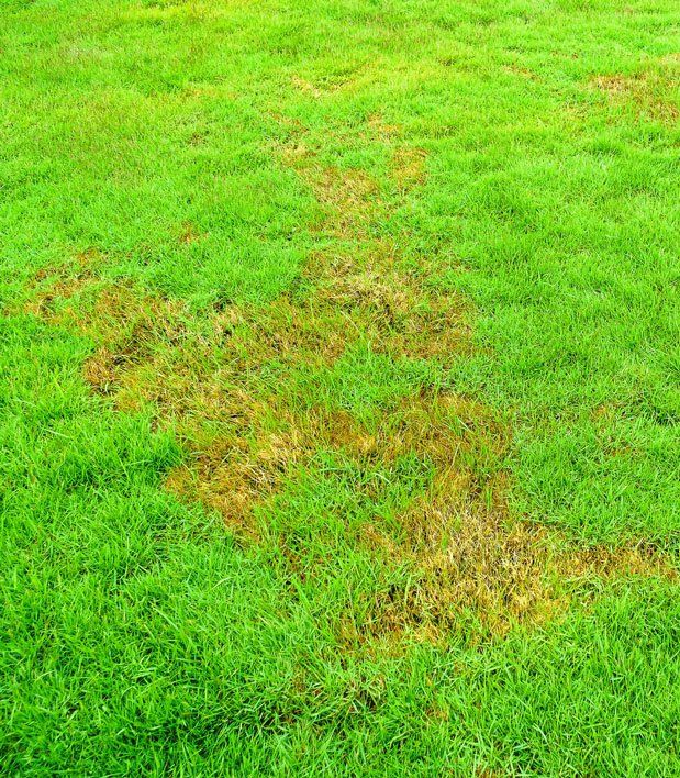 Brown Patch Fungus Prevention — Brown Patch in Chesapeake, VA