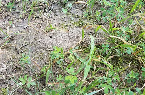 Grass Pests — Chesapeake, VA — Grassroots of Tidewater LTD.