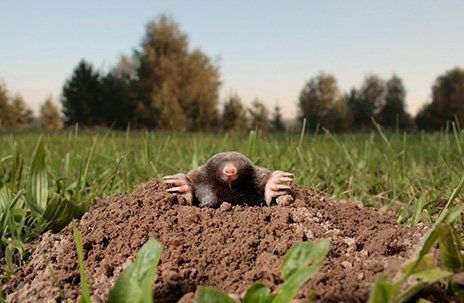 Mole on Lawn — Chesapeake, VA — Grassroots of Tidewater LTD.
