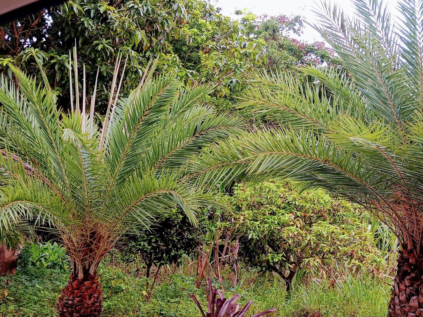 A large house with a slate roof and two garages