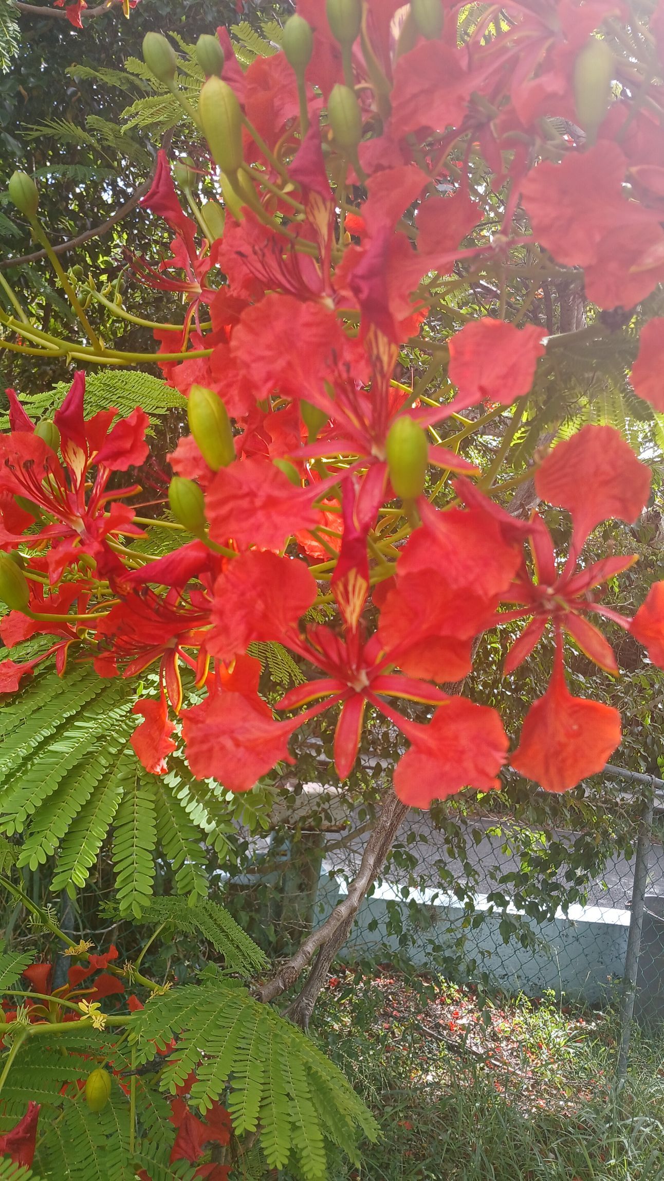 Flamboyant Tree