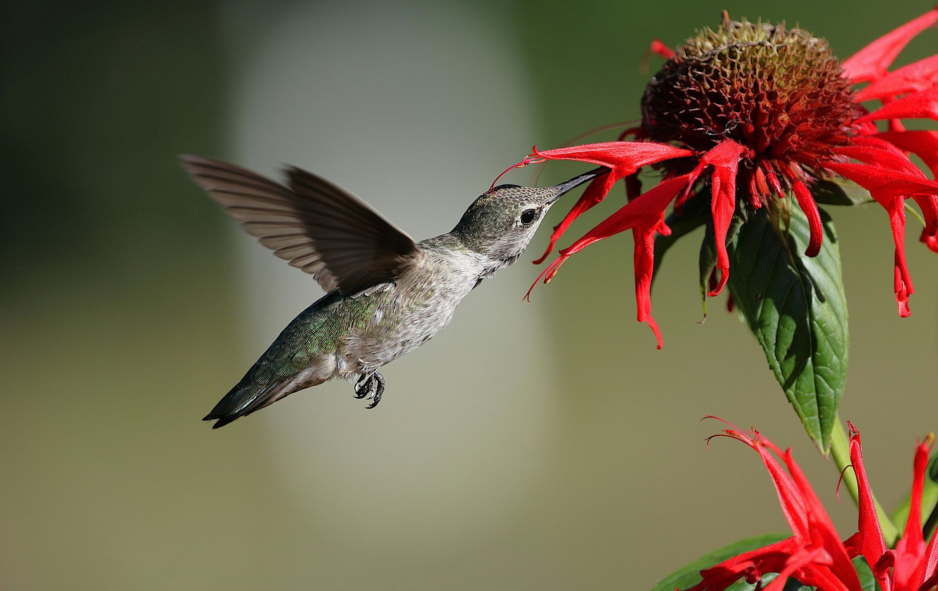 Hummingbird