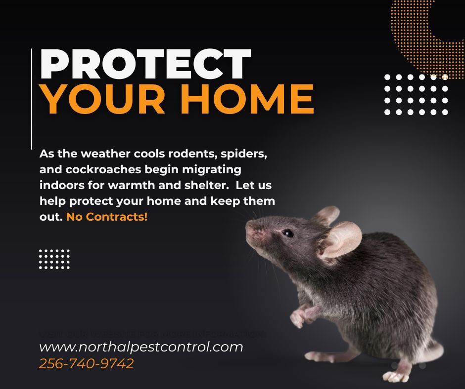 Advertisement for pest control, featuring a mouse, with text: