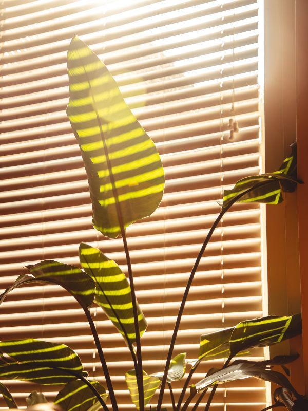 Key Benefits of Pleated Window Blinds