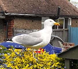 RESIDENT SEAGULL