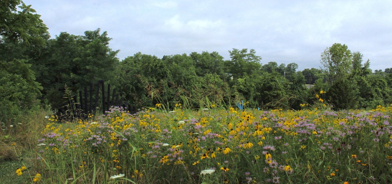 Native Plants & Pollinators at JSP