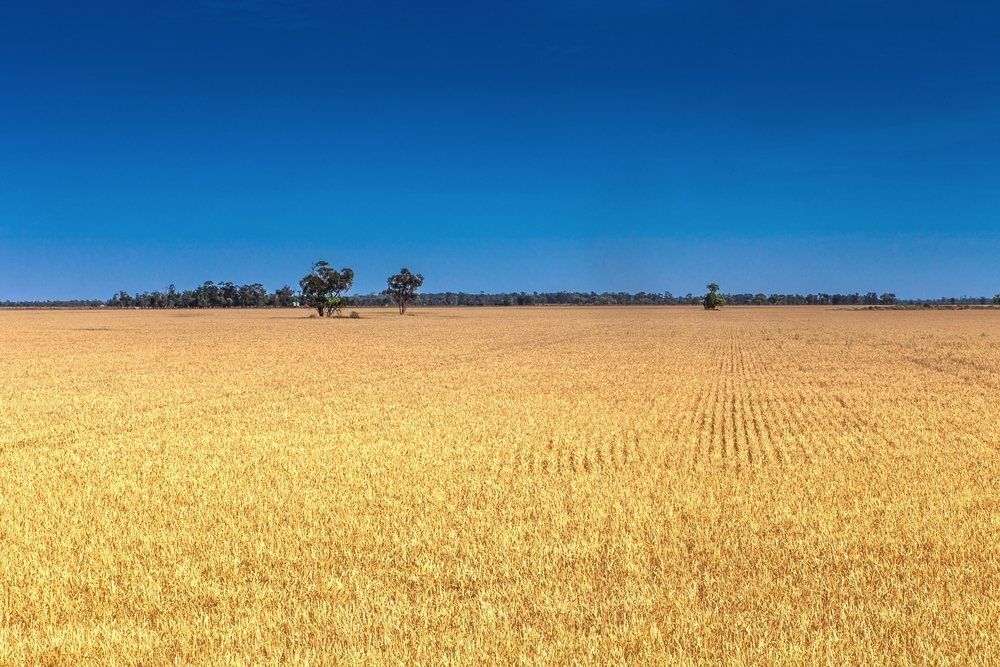 A Large Field of Wheat with Trees in The Distance and A Blue Sky in The Background — Multidrive Parts Australia in Moree, NSW