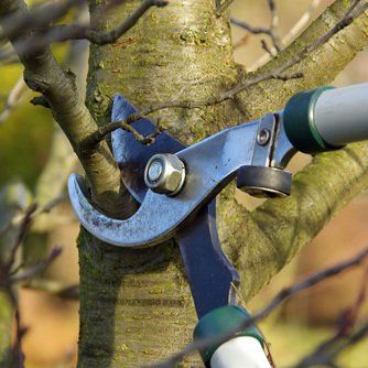 Tree surgery