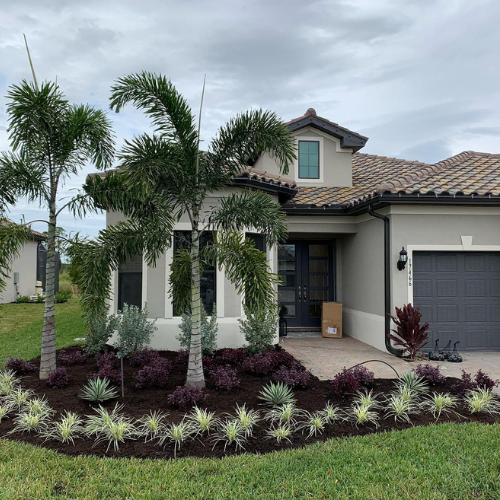 palm-tree-un-front-of house