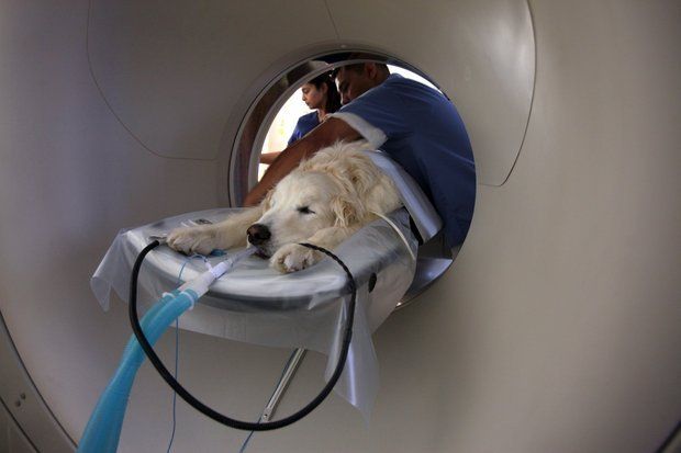 To commission Himachal's first MRI Scanner for animals.