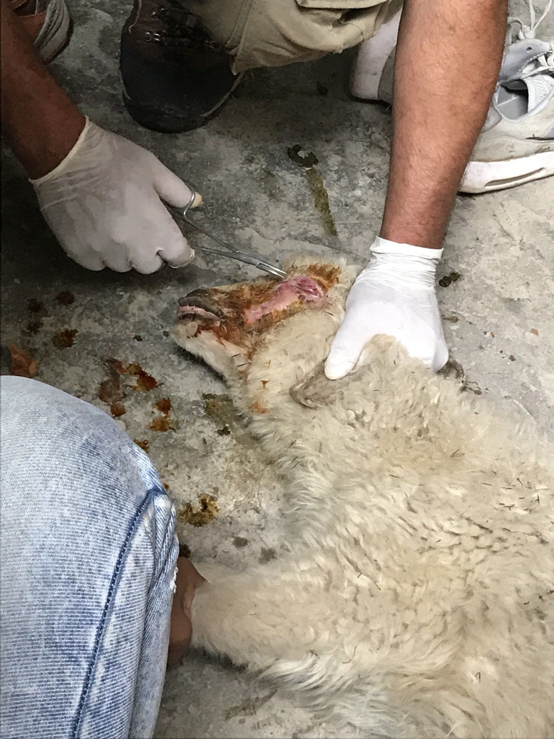 Continued medical treatment, sterilizations and vaccinations in and around the Himalayan Localé.