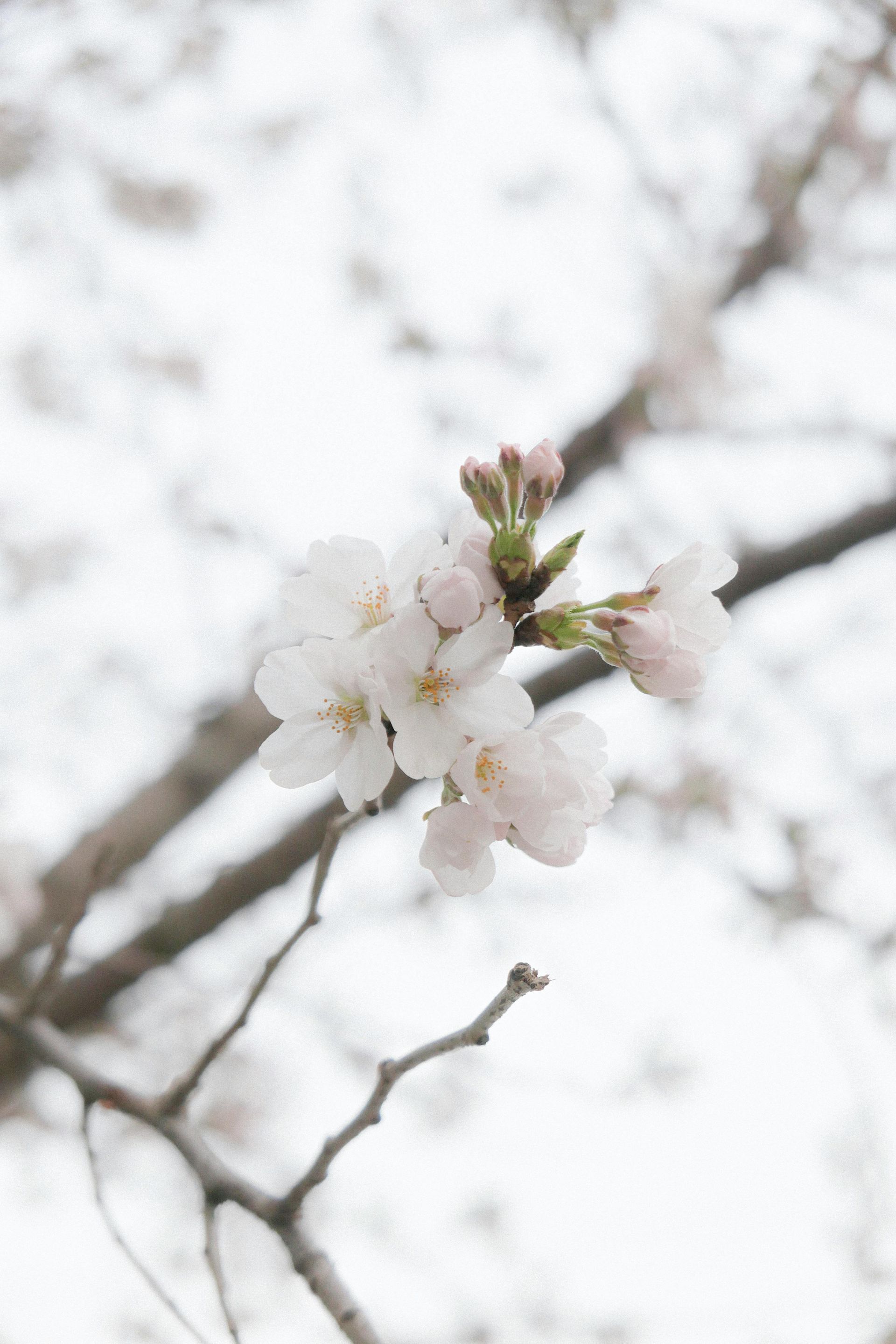 White cherry blossom branch against a blurred, overcast sky.
