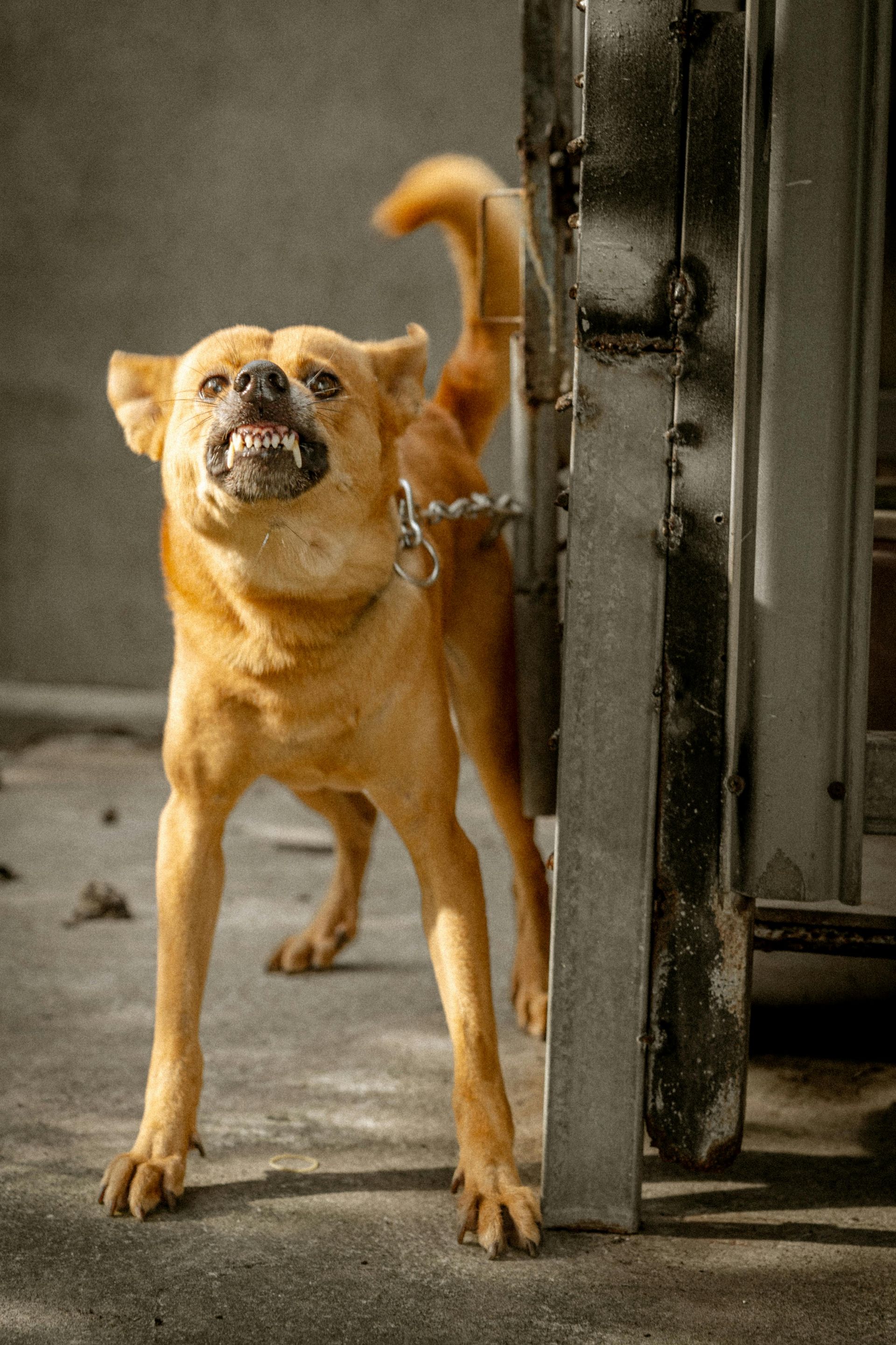 Brown dog snarling, chained near a metal gate, with raised tail and bared teeth.
