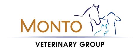Monto Vet - Website Under Maintenance