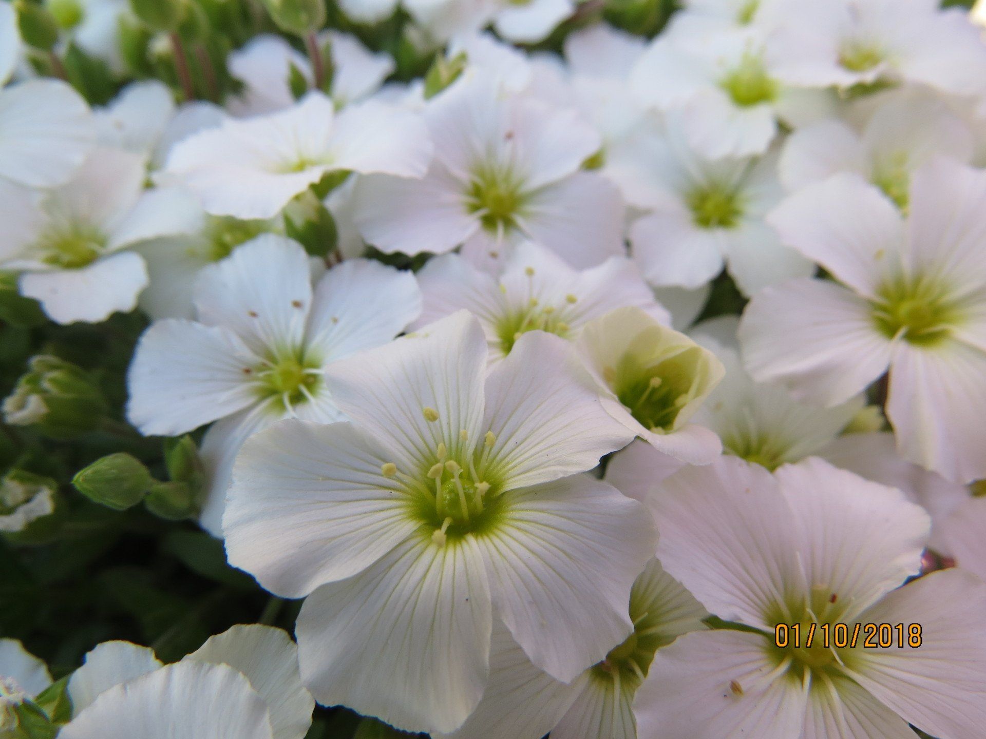 cramps, leg cramps, stomach cramps, natural