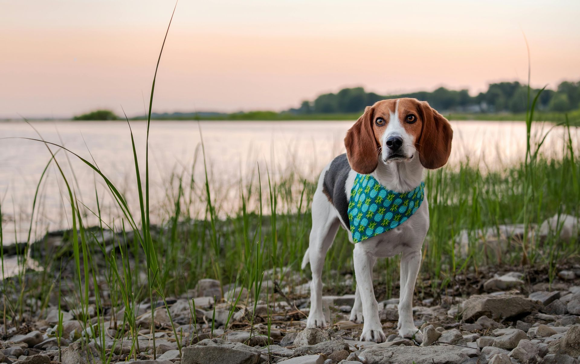 A beagle dog wearing a bandana is standing on the shore of a lake.