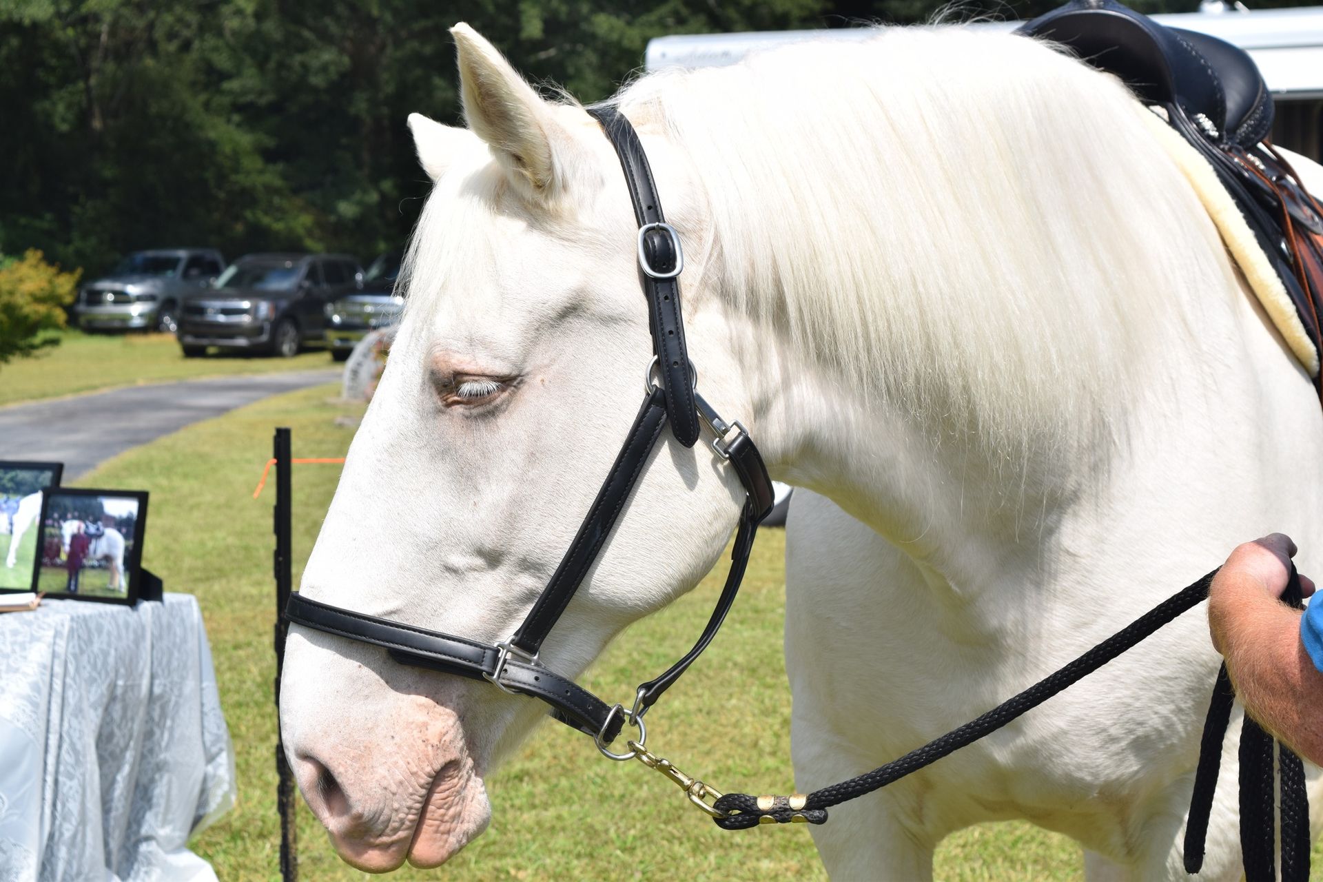 White horse with blue eyes, wearing black bridle and saddle, outdoors.