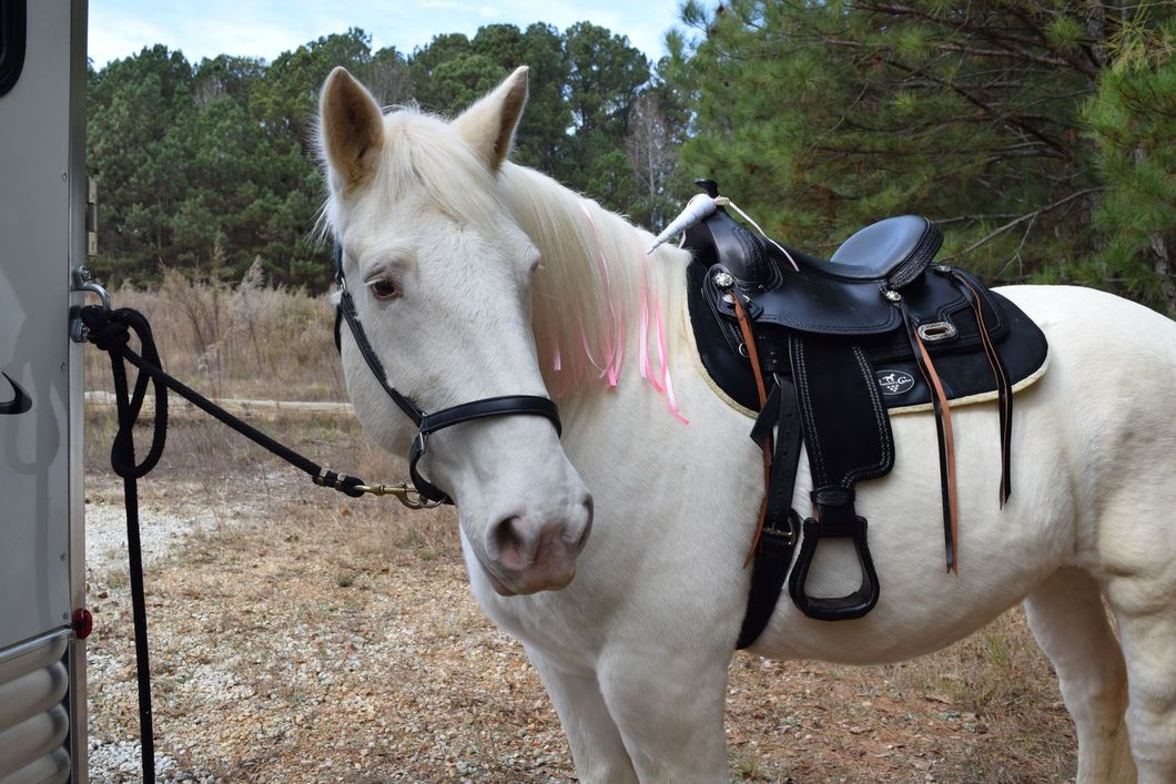 White horse with a saddle, tied to a trailer, standing in a field.