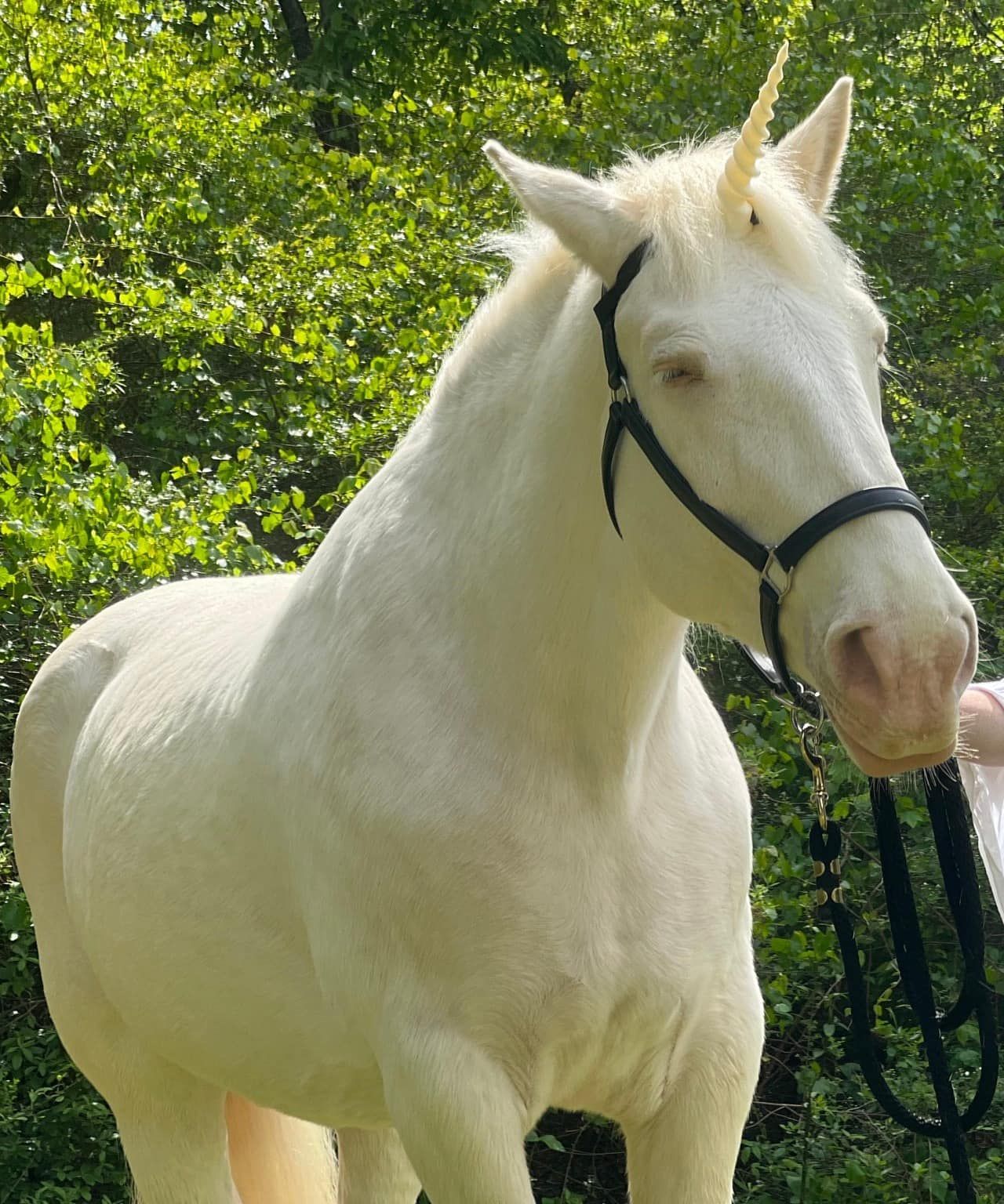 White horse with a golden horn wearing a black halter, standing in a grassy area, with green trees in the background.