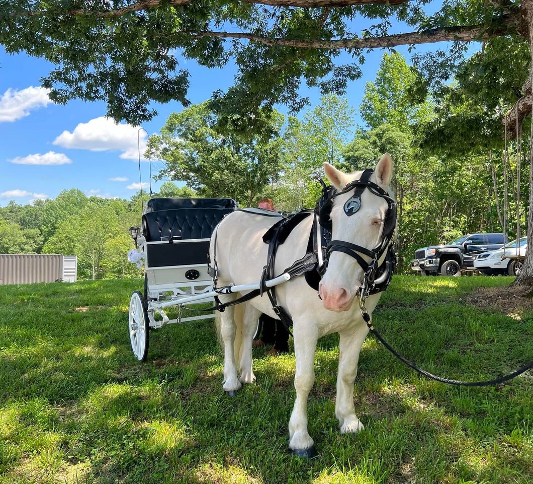 White pony in harness, pulling a black carriage, under a tree.
