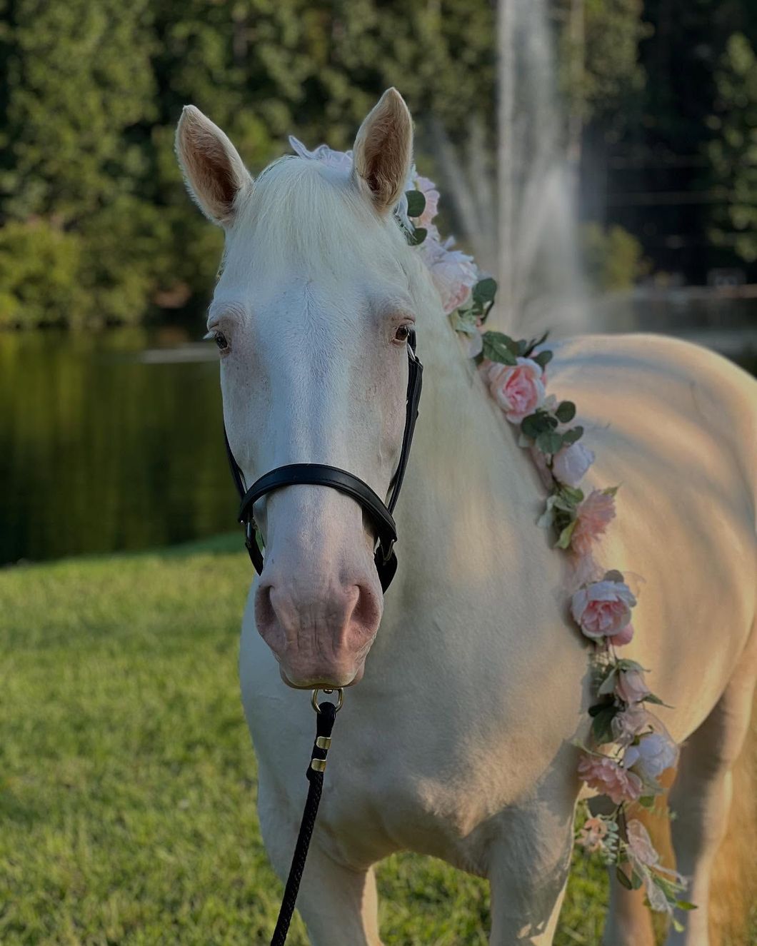 White horse with pink flower garland, standing in a grassy field, fountain in background.