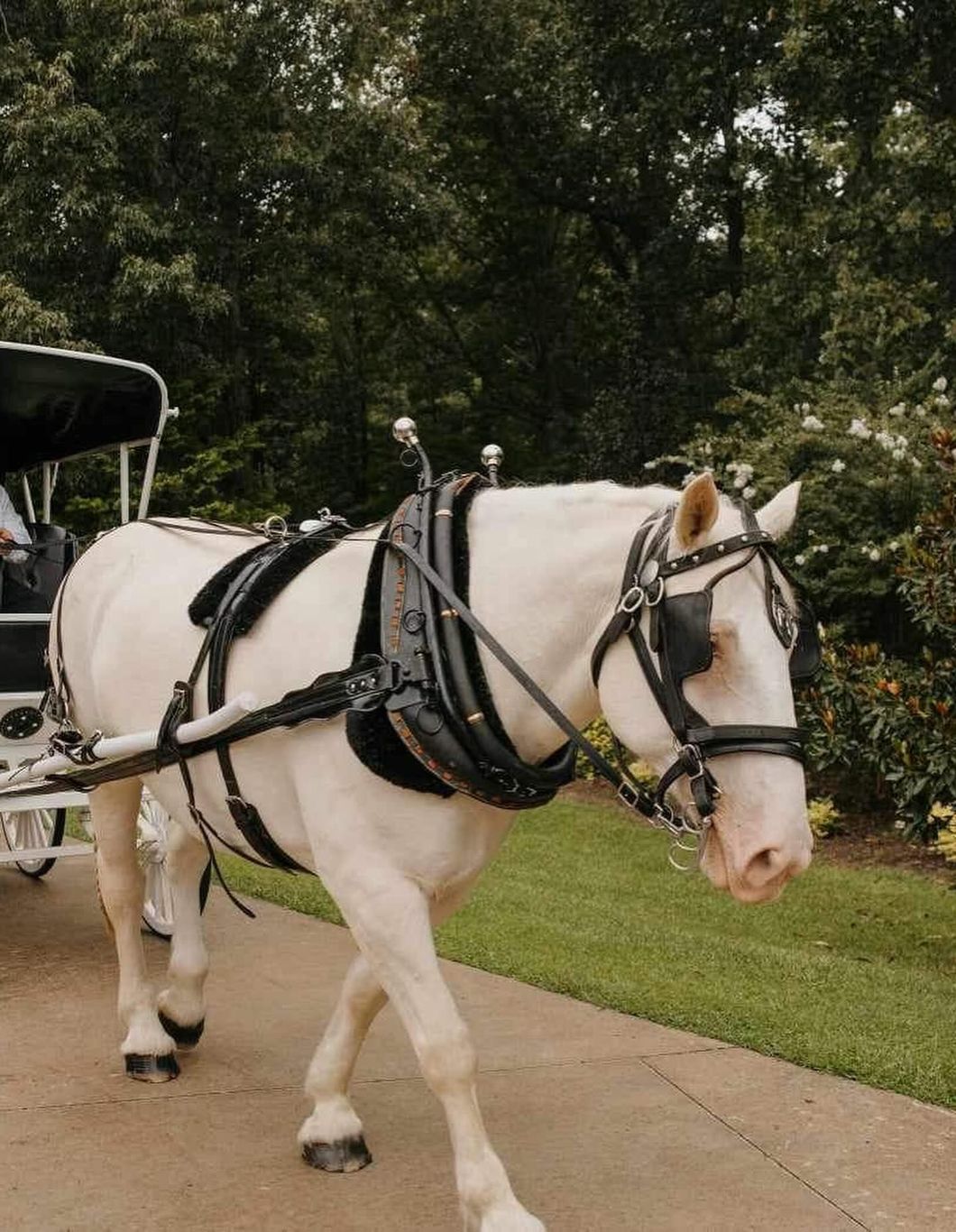 White horse wearing a harness pulls a carriage on a pathway lined with grass and trees.