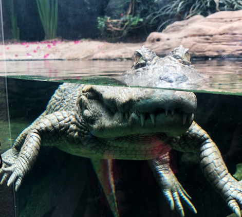 Crocodilo parcialmente submerso na água, cabeça e corpo visíveis, boca aberta, olhando para frente.
