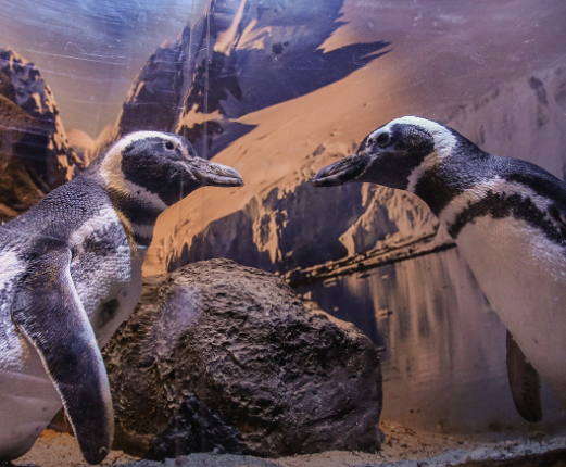 Dois pinguins ficam de frente um para o outro, sobre uma rocha, em um recinto com um fundo pintado.