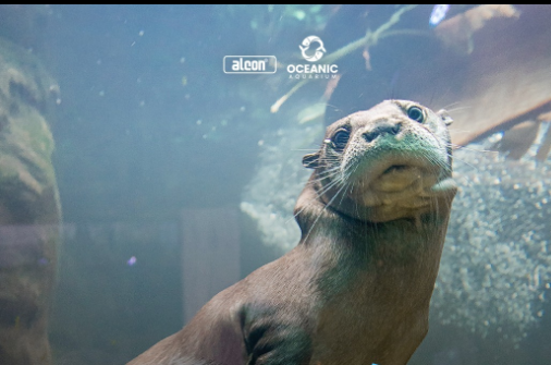 Lontra nadando em um tanque, olhando para cima com uma expressão curiosa. Pelo marrom, fundo aquoso.