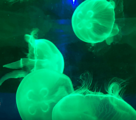 Água-viva verde flutuando em água escura.