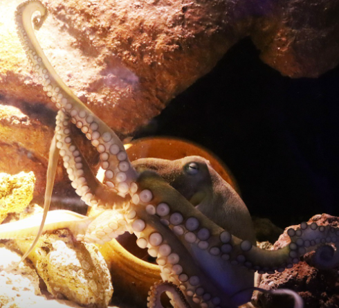 Polvo em um aquário, parcialmente visível atrás de pedras. Seus tentáculos exibem ventosas, estendendo-se.