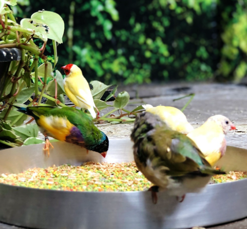 Quatro tentilhões coloridos comendo sementes de uma bandeja prateada; folhagem verde ao fundo.